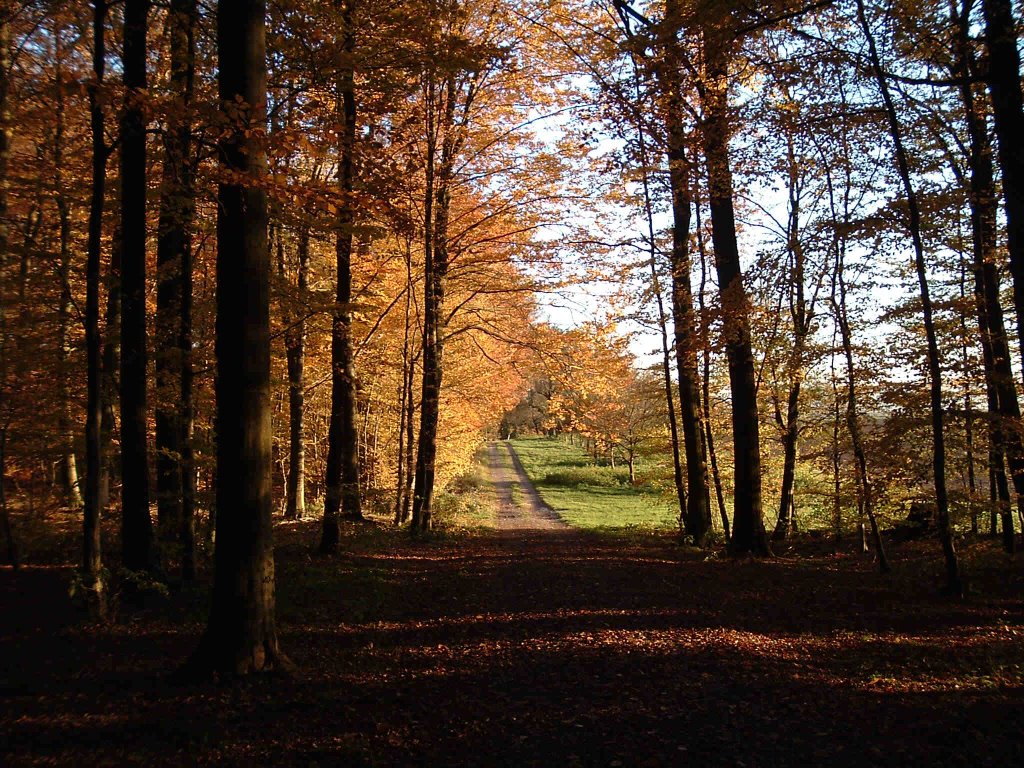 Herbstwald bei Langenbeutingen by Christoph D