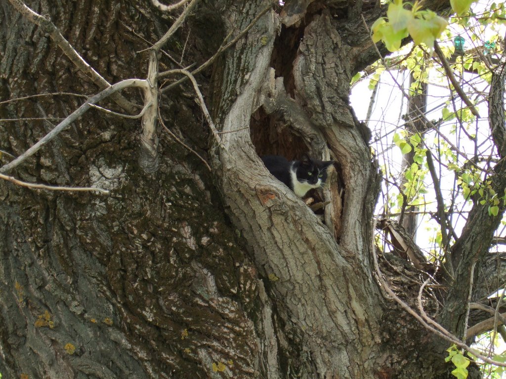 Motan ascuns in scorbura (Cat hidden in the tree hole) by Gabriel Avramovici