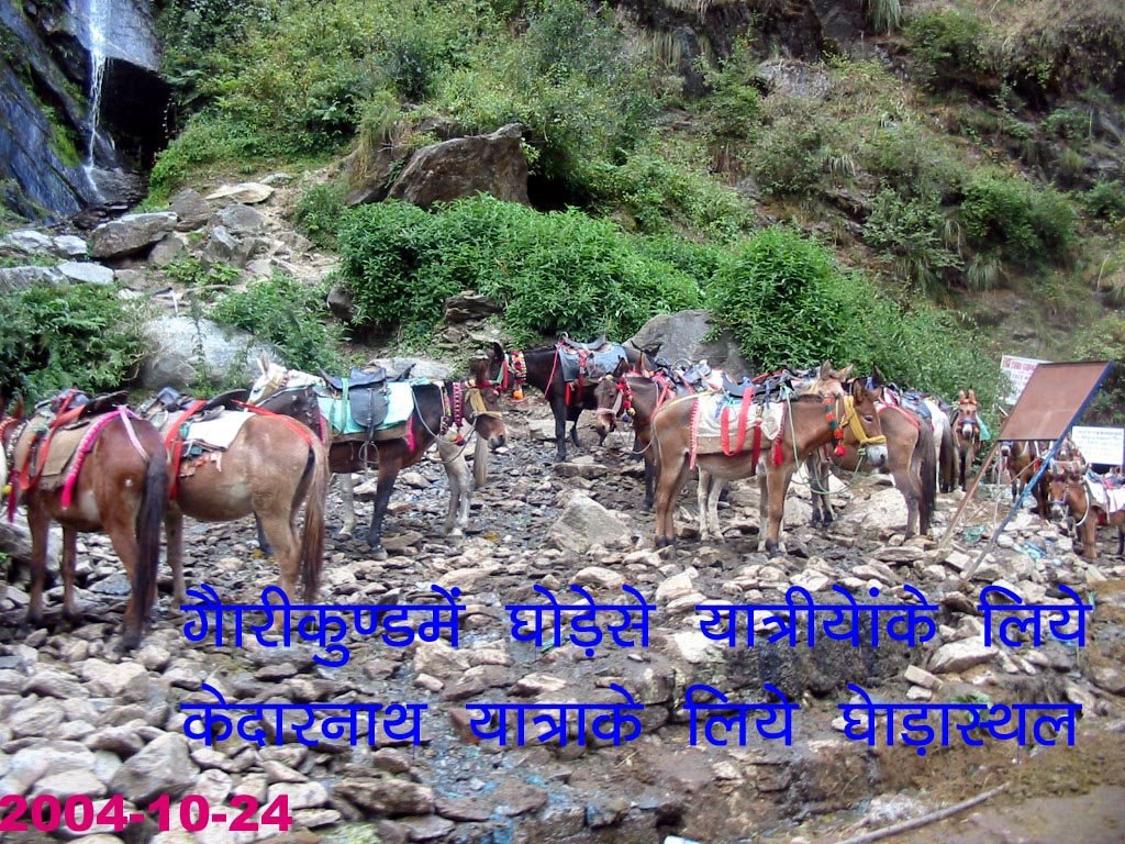 HORSESFOR RIDE TO KEDAR YATRA by rdbansiya