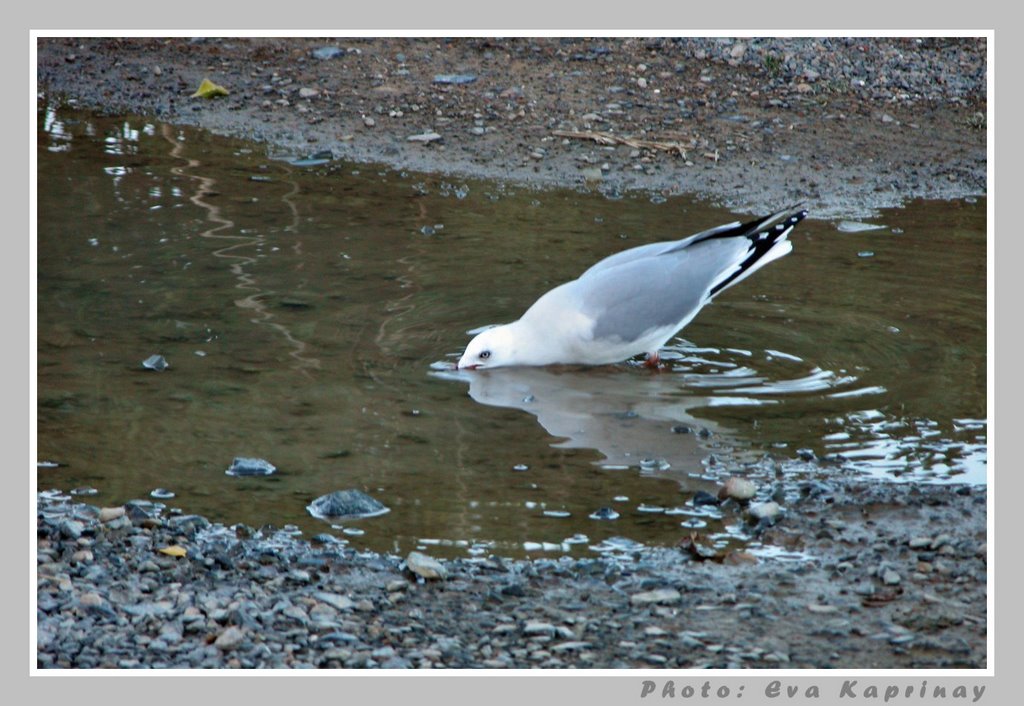 The thirsty bird by Eva Kaprinay