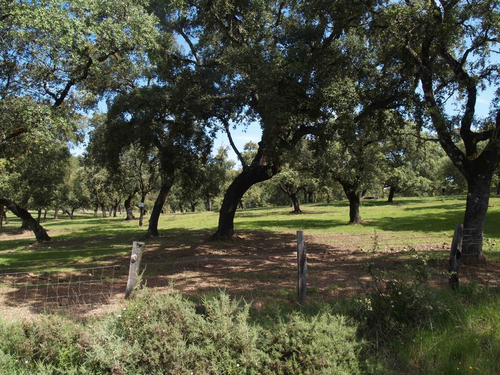 Alcornoques den Cortegana (Huelva) by Corticata