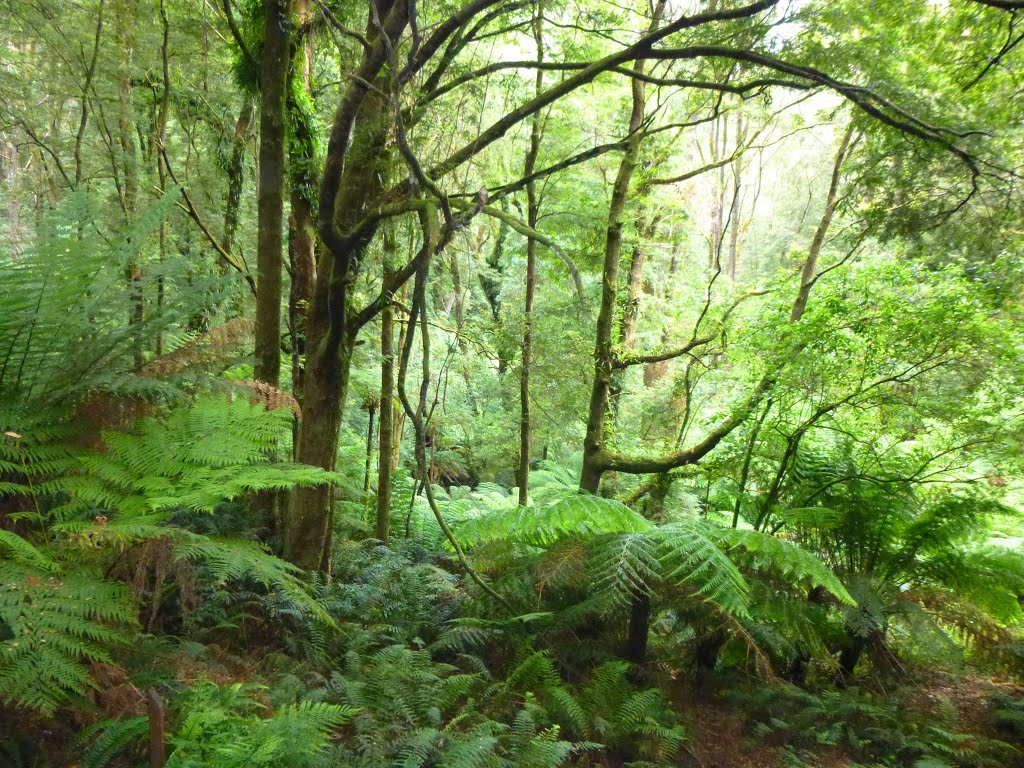 Melba Gully Rainforest Walk by Australia-Steve