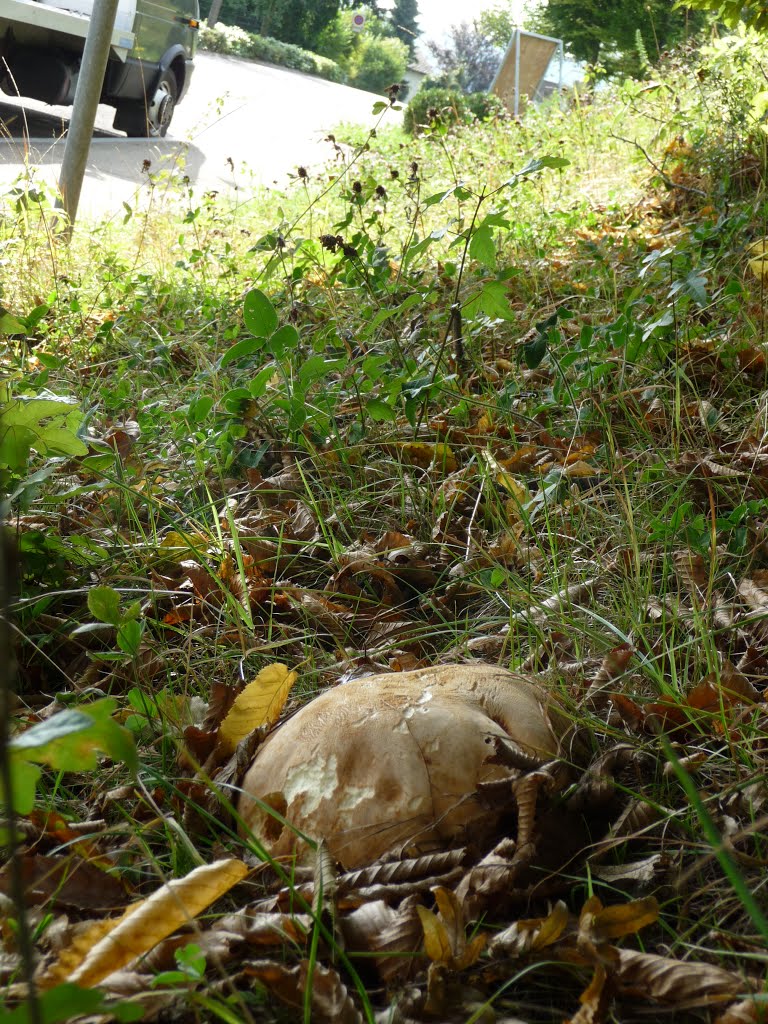 Anhängselröhrling / Boletus appendiculatus by Pilzritter