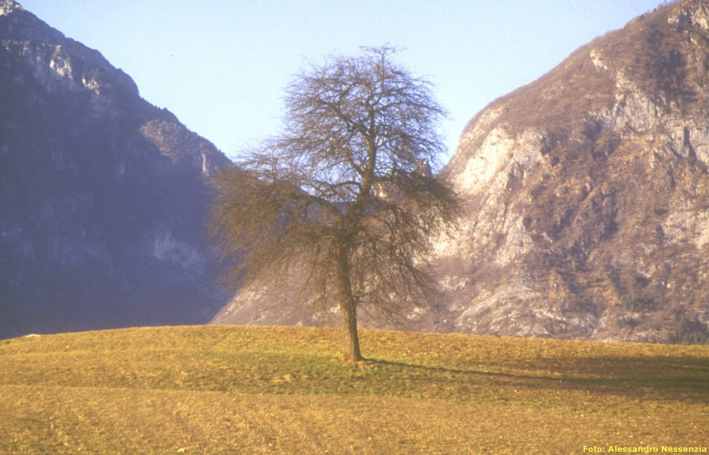 Four Seasons Tree Autumn by Alessandro Nessenzia