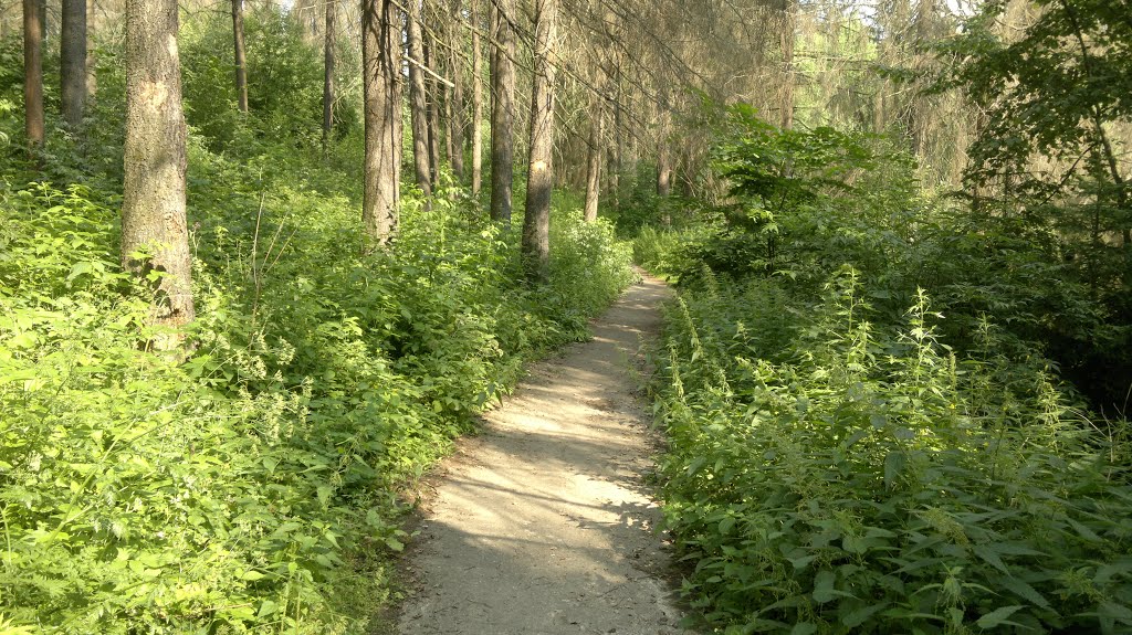 Track in a wood_07.2013 by Vglazachev