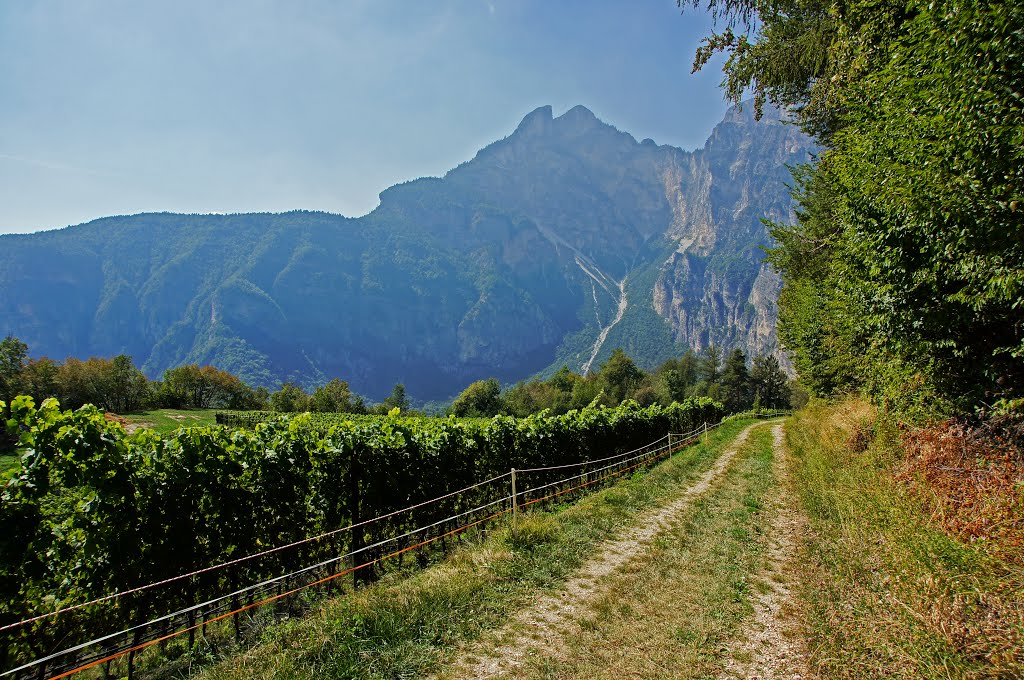 Weinberge by Jürgen Düring