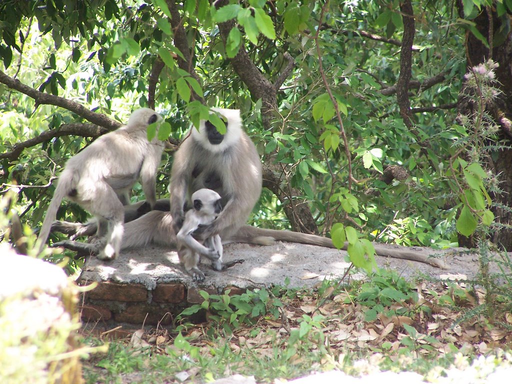 Mountain Langurs by omshakti