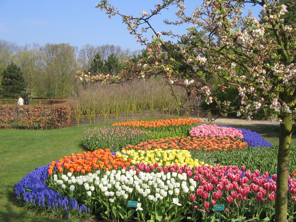 KEUKENHOF by jac hendrix