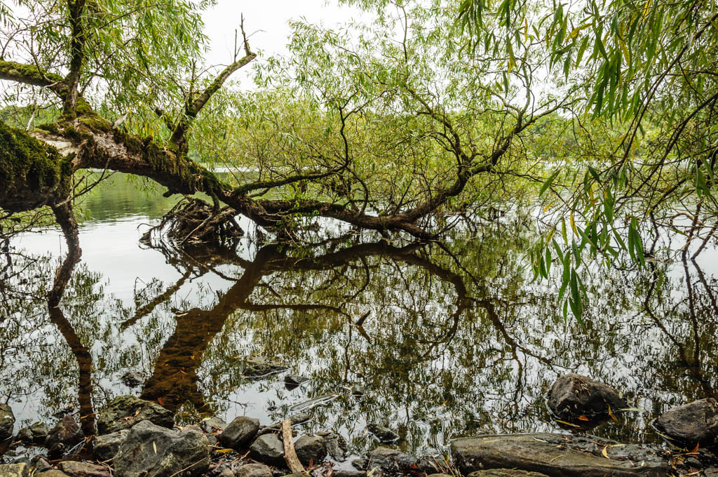 Lough Rynn by Ashley Hayes