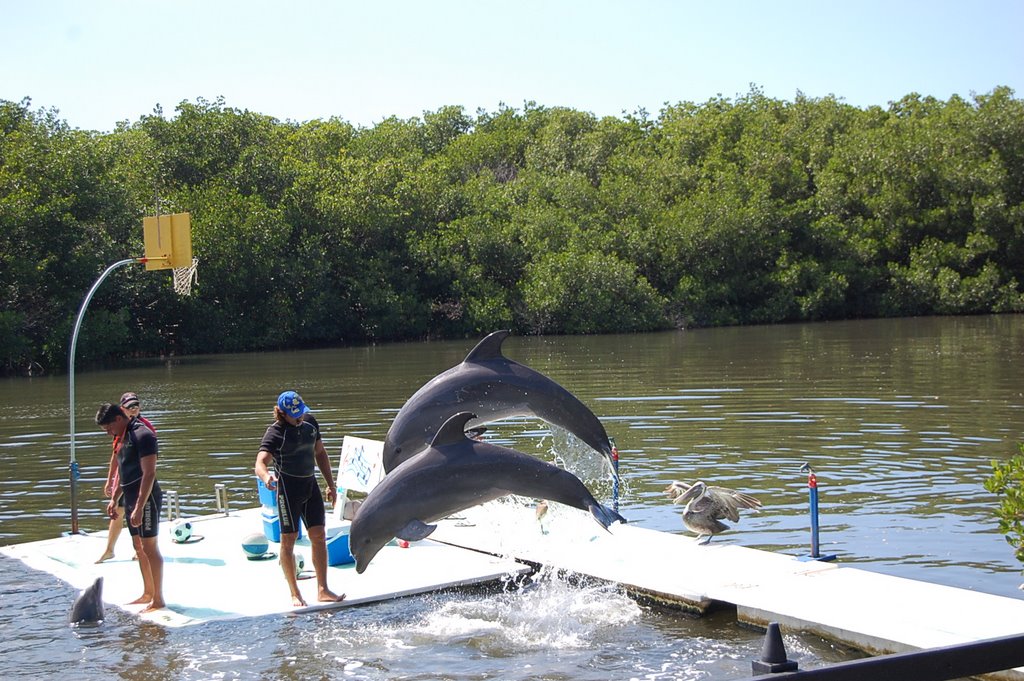 Delfines saltando by jairbs