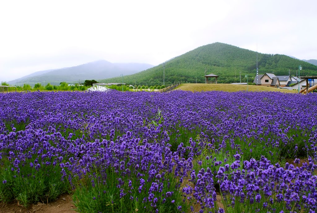 Road Station:Minami-Furano,Lavender Field　道の駅「南ふらの」のラベンダー畑 by paleblue49