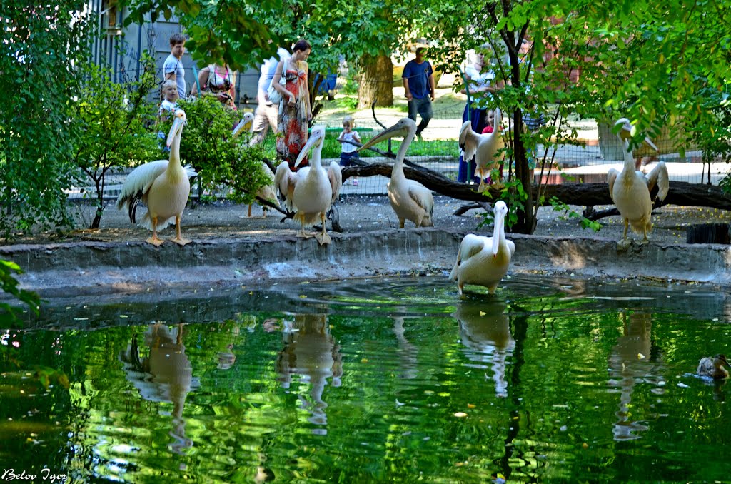 Одесский зоологический парк. Пеликаны ... by belovka