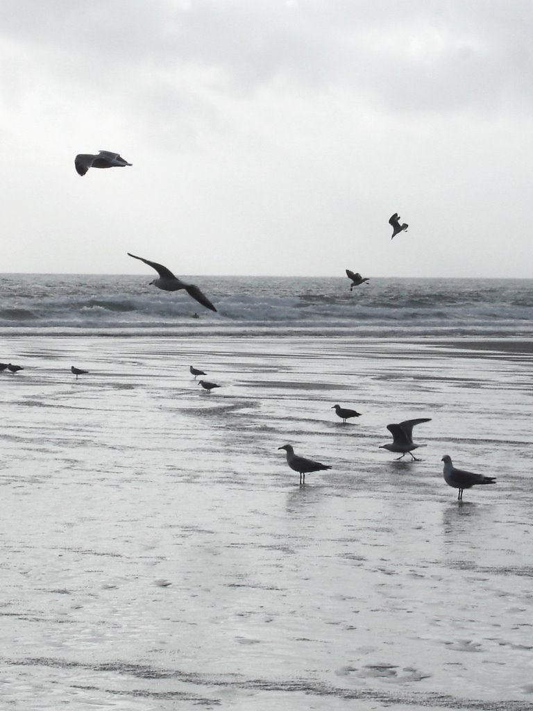 Seagull silhouettes by Fission