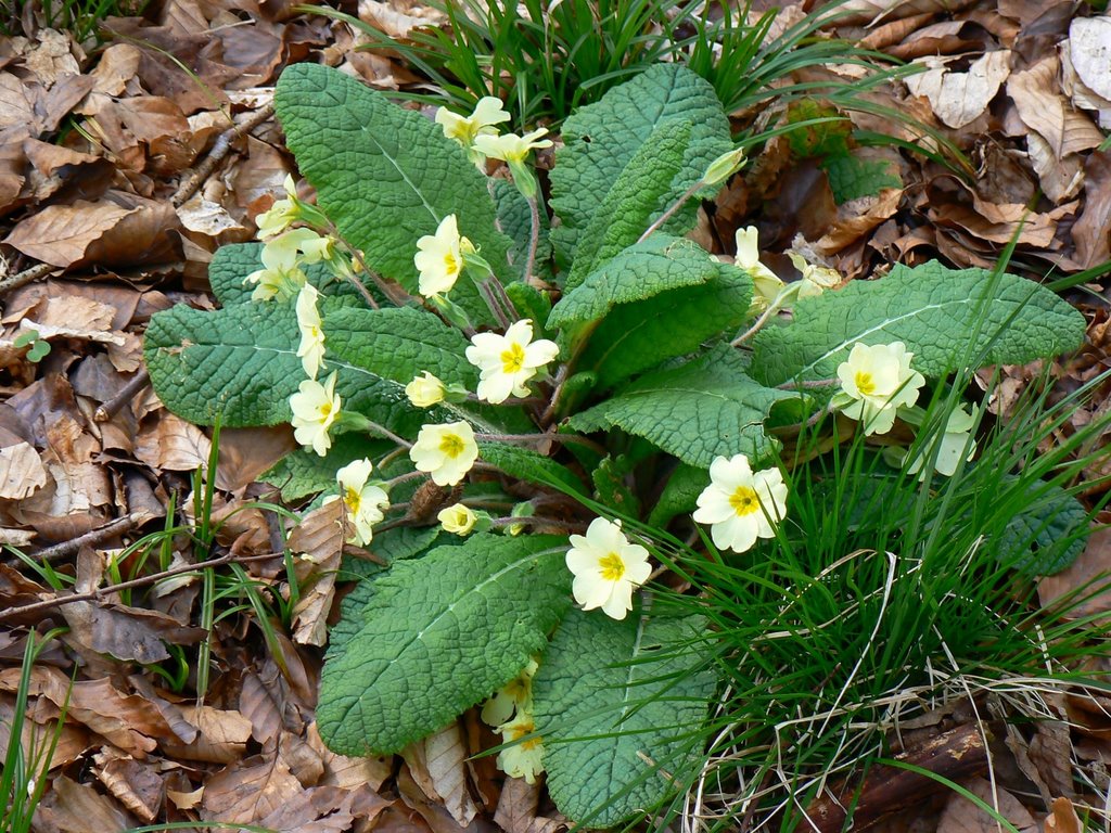 Primroses, Cobham Frith, Savernake by Brian B16