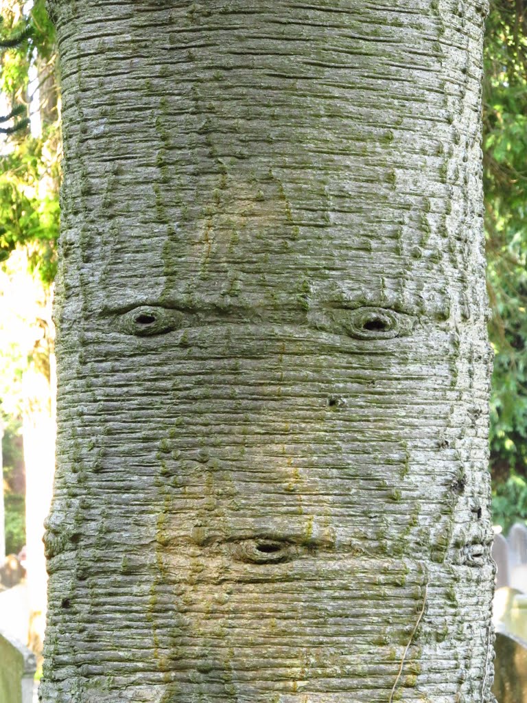 Enniskerry - Face trees / Twarz drzewa by Piotr Wojdyła