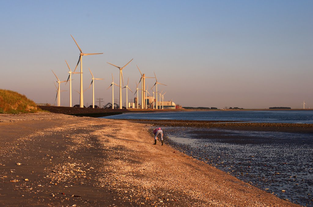 Sheller at the Kaloot beach, near the Borssele powerplant by Tjark van Heuvel