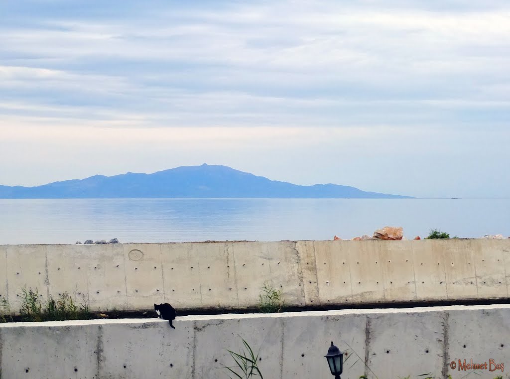 Cat waiting for fish to catch in the stream and Lesvos Island across the sea. by mehmet baş