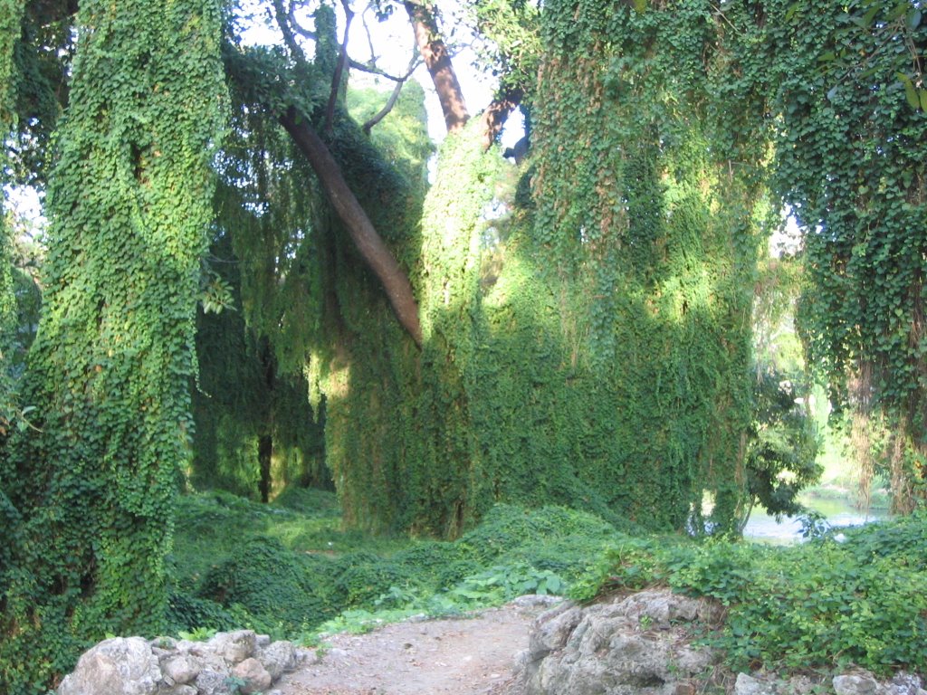 Havana. Bosque de La Habana by Lisolas