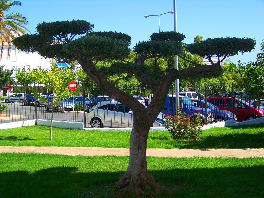 Olea europaea EN UN BUEN TRABAJO DE TOPIARIA EN UN JARDIN DE ALCOSSEBRE by jatabi53