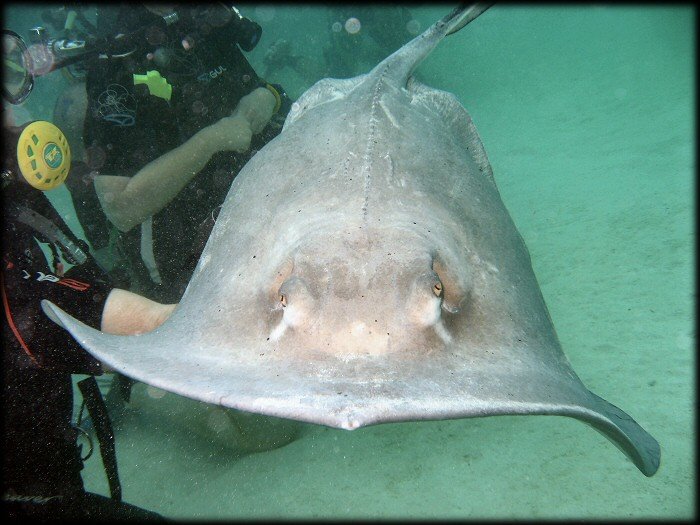 Scuba with Stingrays - www.delargy.com/2008_04_Cayman/grand_cayman_rays.htm by delargy