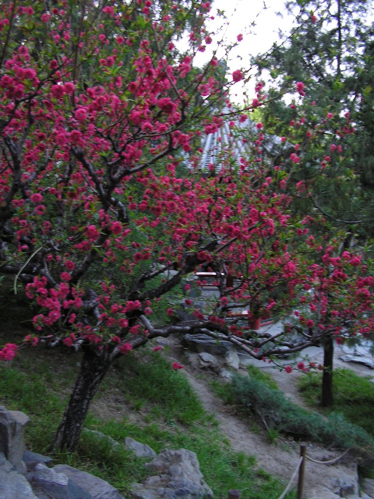 春天傍晚北海公园2 - Beihai Park Spring Night 2 by Samfu