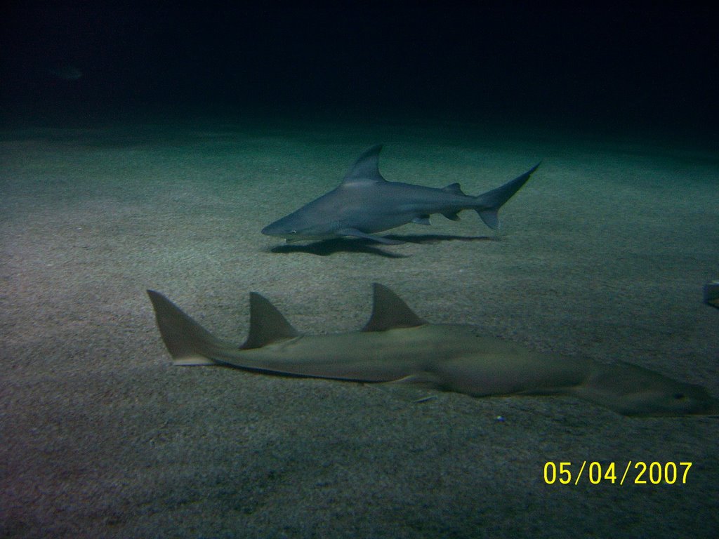 Tiburones by aitanayduna