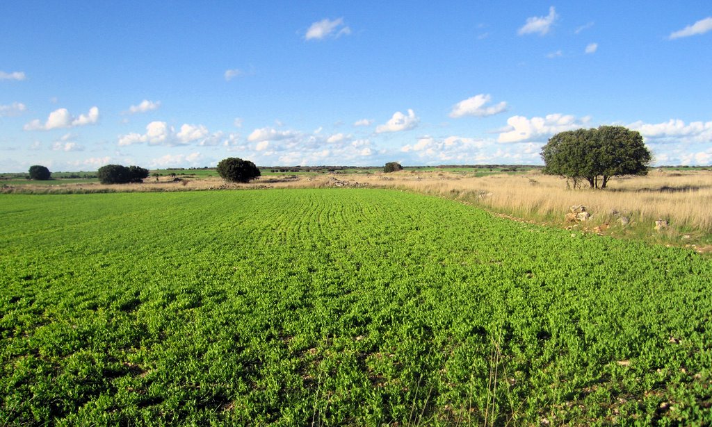 Campo de guisantes en el páramo by gargared