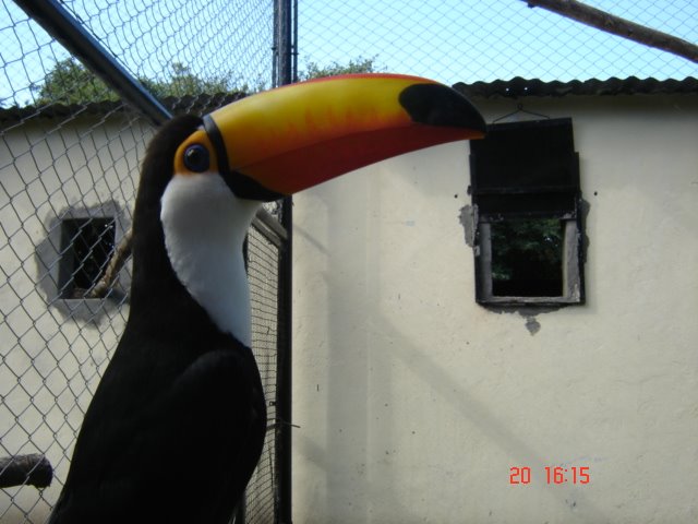 TUCAN . by marlon671