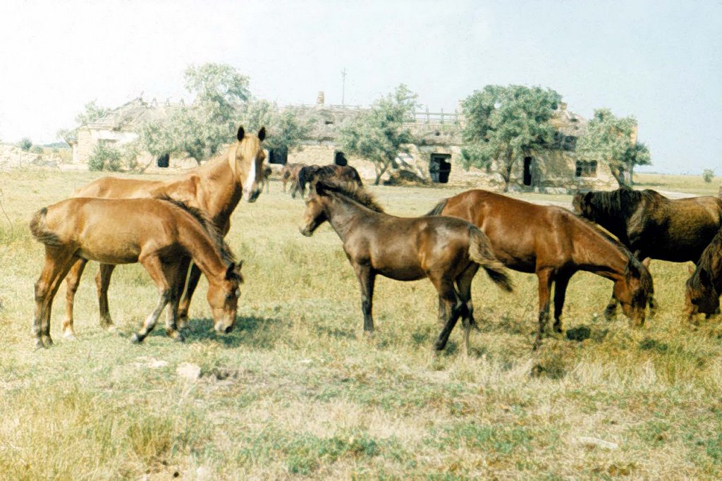 Mustangs.1973 year by Nikolay Titov