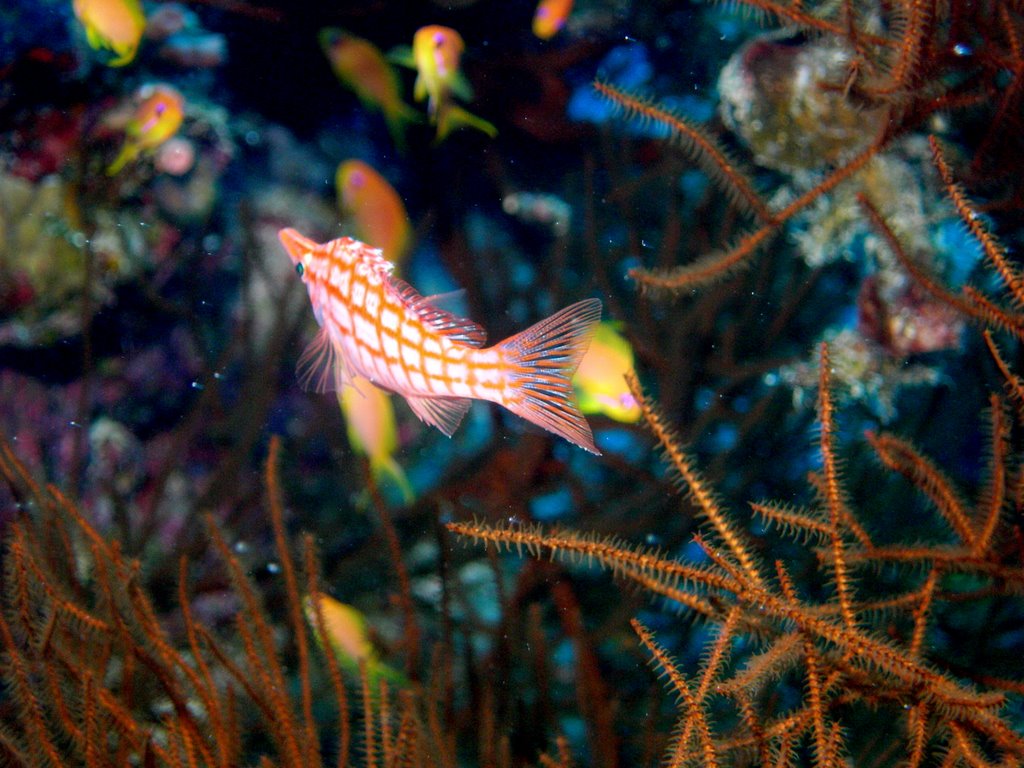 Bells - Blue Hole http://web.mac.com/gerard.nicolle/Site/DAHAB.html by 28-07-1980