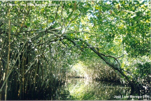 Rumbo a la Tobara, Nayarit, por tunel de mangle rojo, by JoseLuisMorenoLopez