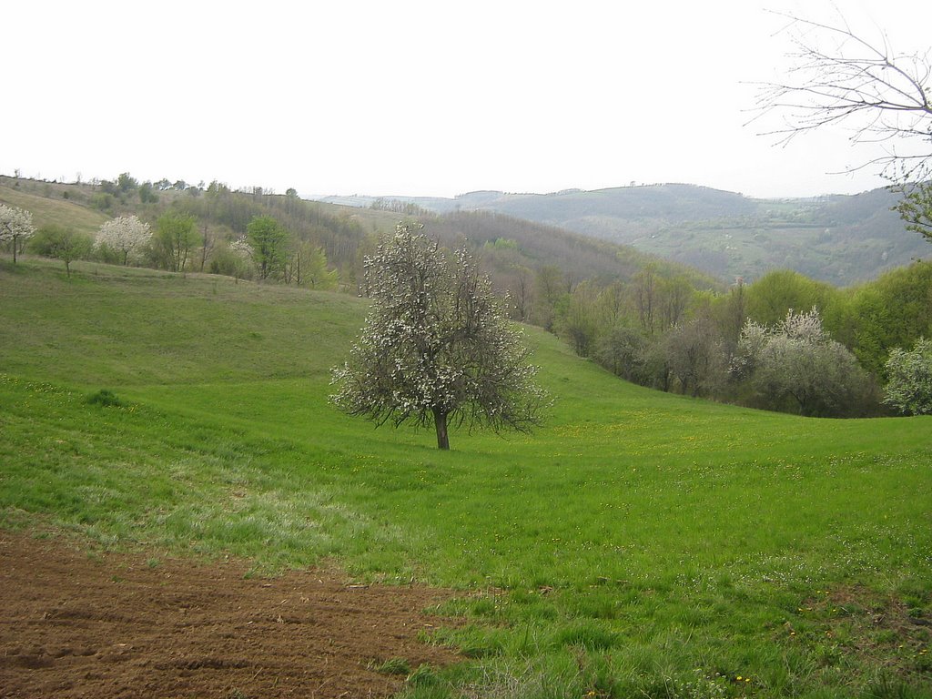 A tree on a meadow by Ceks