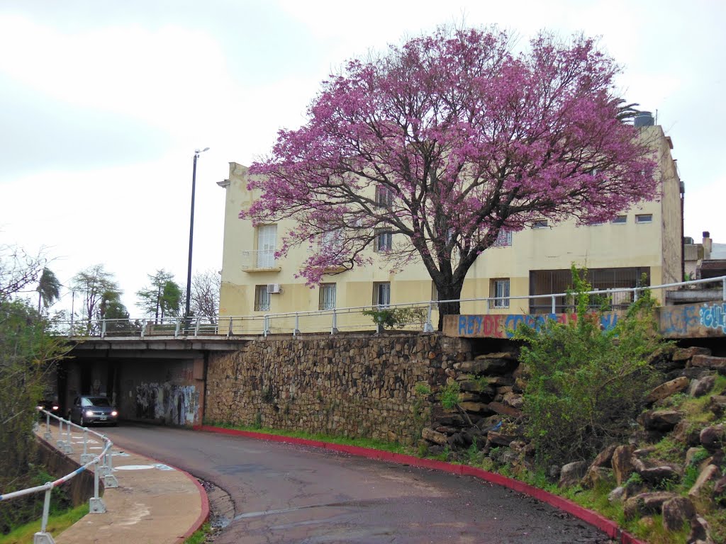 Lapacho (Tabebuia impetiginosa) sobre el muelle de creciente by Ed. Rodríguez Prati