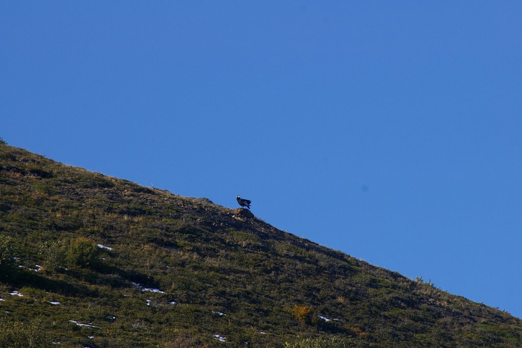 Condor de los Andes by Pedro C. Manrique