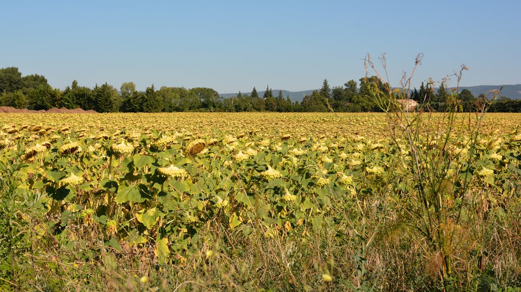 Pierrelatte, Frankreich by Norbert Kurpiers