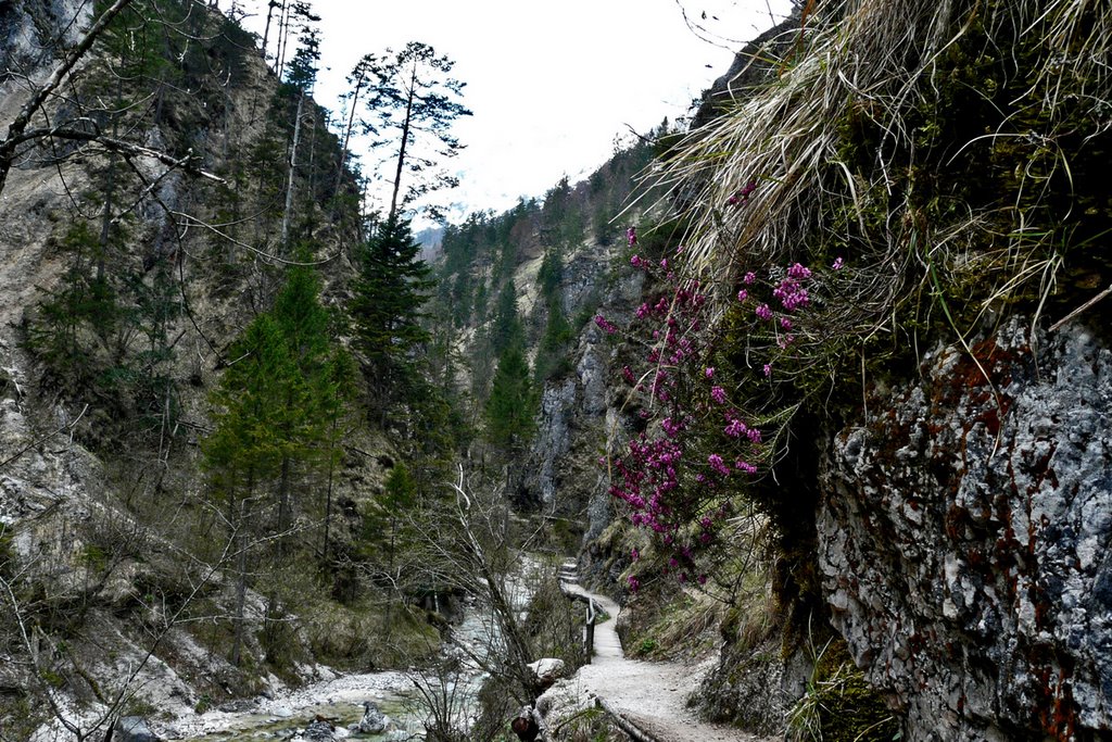 Wanderung in der Almbachklamm by Hartl