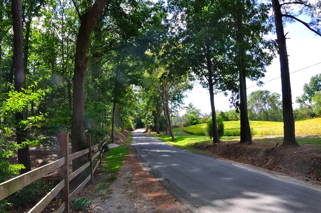 VIRGINIA: JAMES CITY COUNTY: HAZELWOOD ESTATE: the view north on Fire Tower Drive (S.R. 634) by Douglas W. Reynolds, Jr.