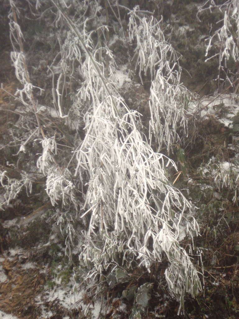 Cỏ cây đóng băng ở Sapa Tết Mậu Tý 2008 (Iced trees in Sapa - 2008 Vietnamese Tet Holiday) by nguyen thanh vinh