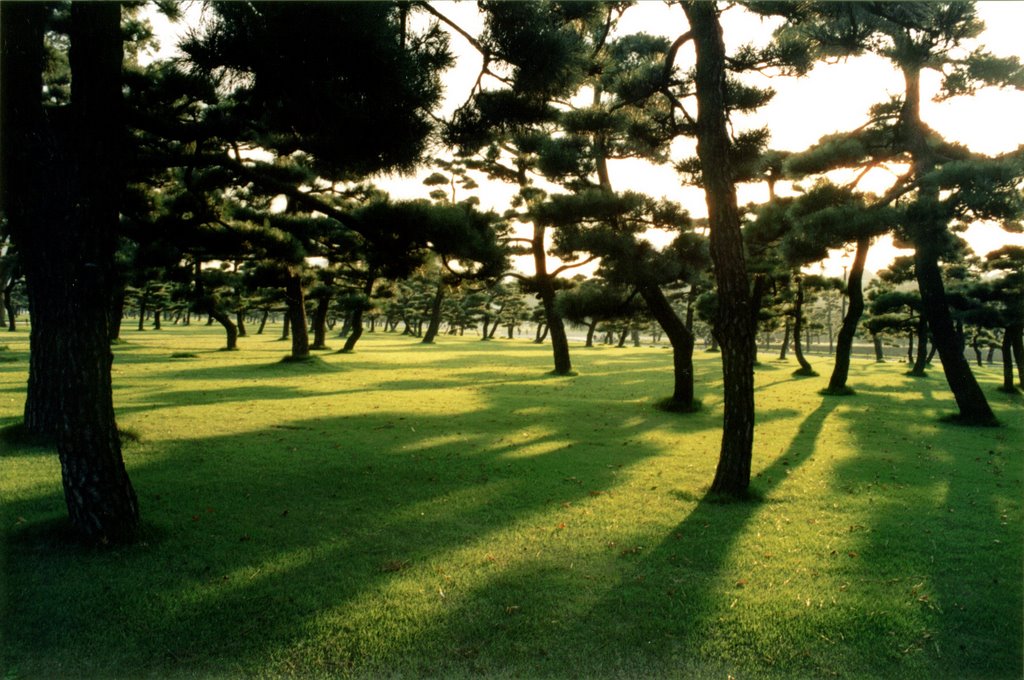 Pines near Kokyo, Chiyoda-ku, Tokyo #1 by Ilya Borovok