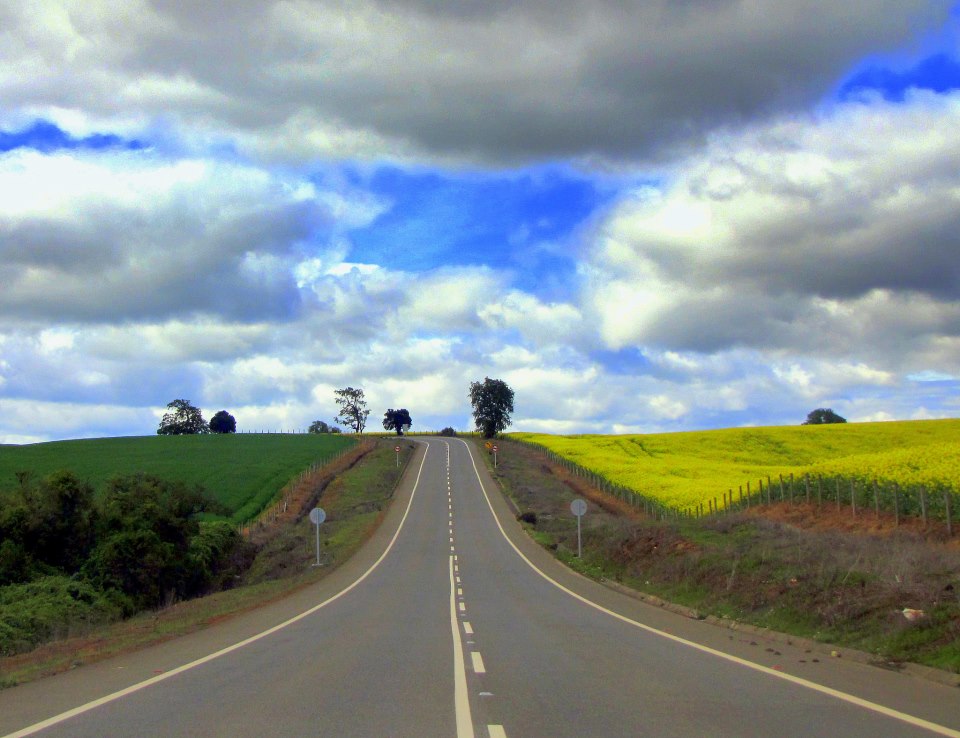 Raps y Trigo en Carretera,Camino a Traiguén by FuentesEsperguel