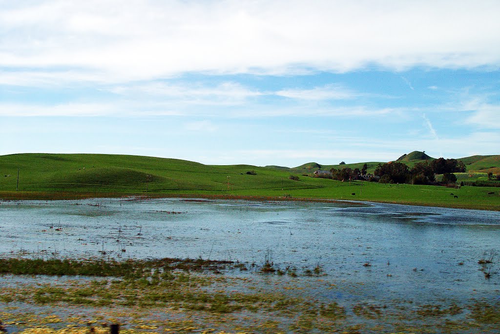 Wetlands, Novato, CA by alvaro espinel