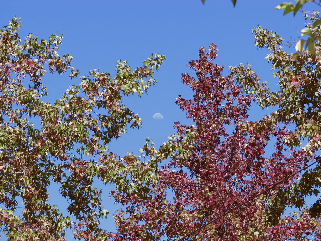 Platanus no outono by Luciano Correa "Tijo…