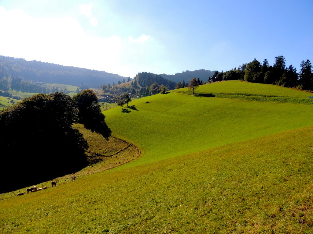 2013.09-Schwarzwald. by dawx