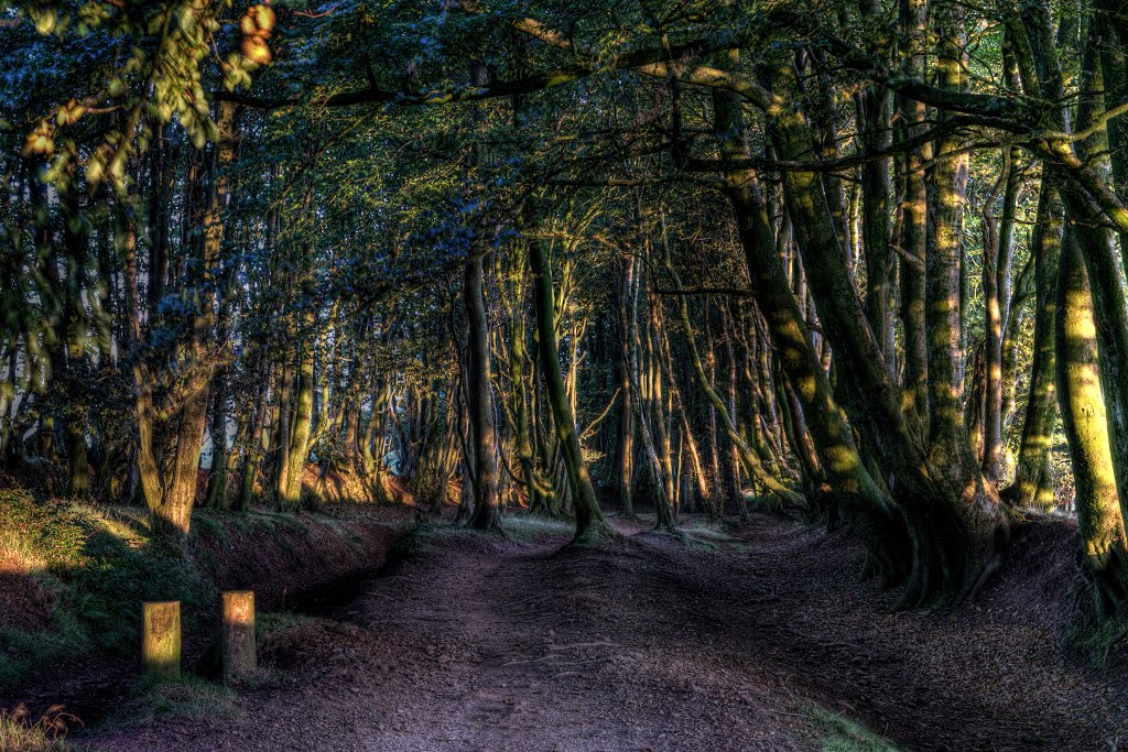 The last of the sun on the old Drove Road - Sep 2013 by Mike Stuckey