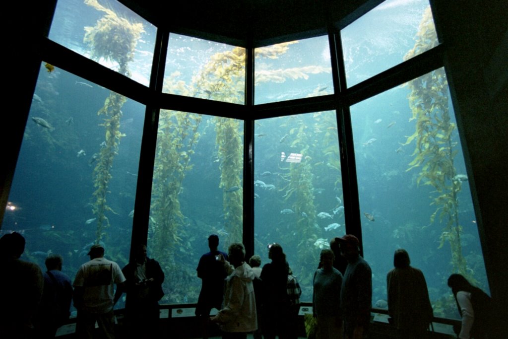 Monterey Bay Aqarium by Oli Krauss