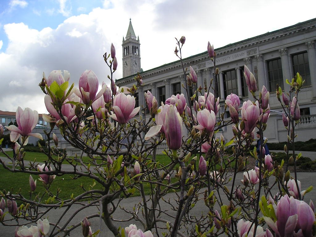 Main Library, Berkeley by grehz