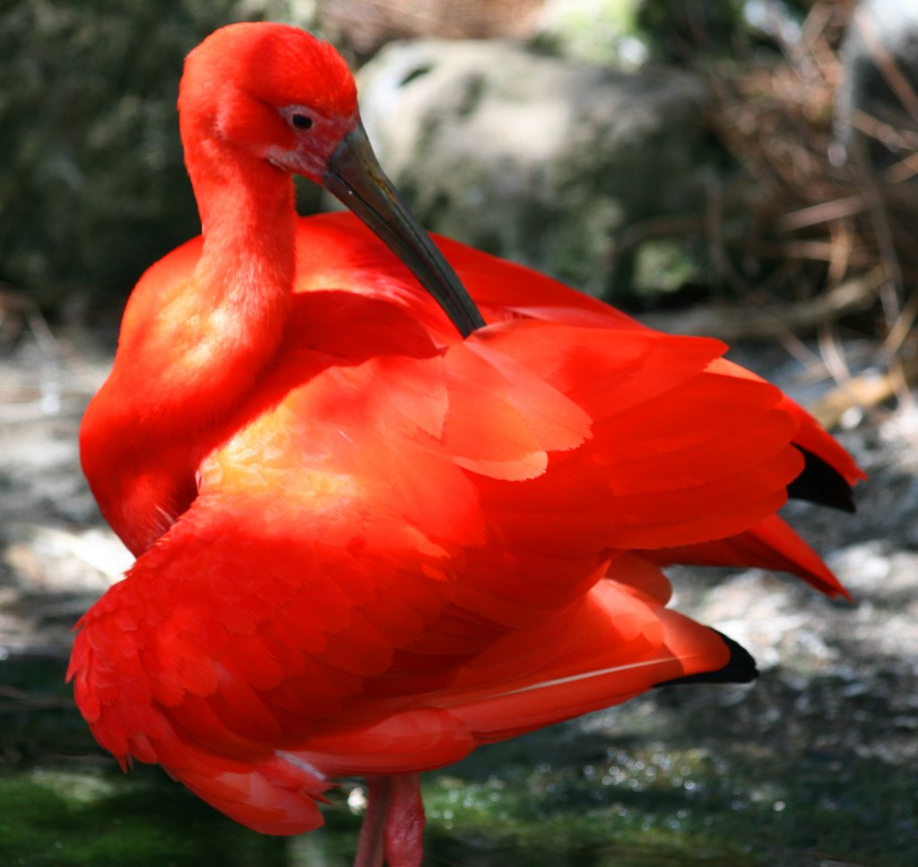 Busch Gardens - Tampa Bay by seaflower