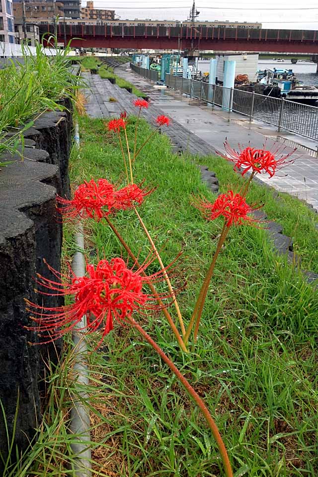 Tsurumi-gawa River, red spider lily by nutakku