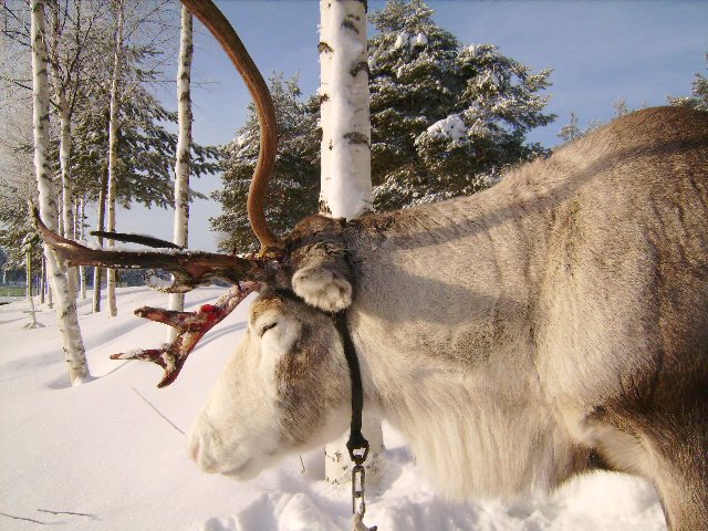 Quiet reindeer by borg is back