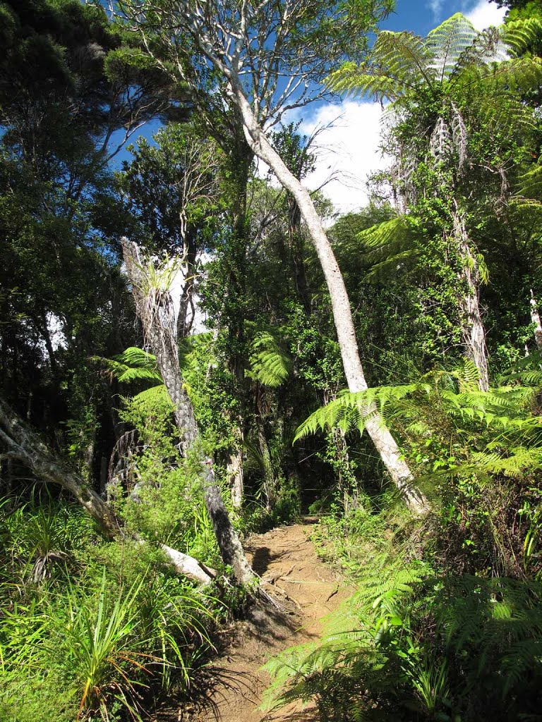 Goldies Bush loop by NZ Frenzy Guidebook (North) www.NzFrenzy.com